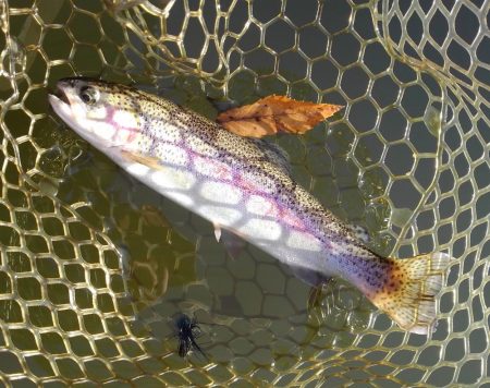 大安トラウトレイク釣果